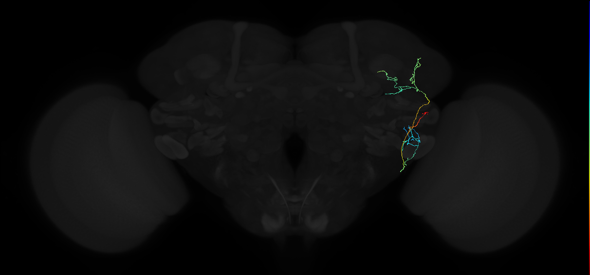 adult anterior ventrolateral protocerebrum neuron 485