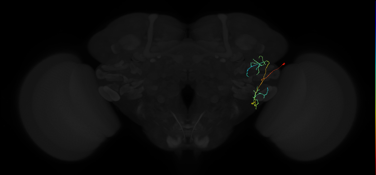 adult anterior ventrolateral protocerebrum neuron 486