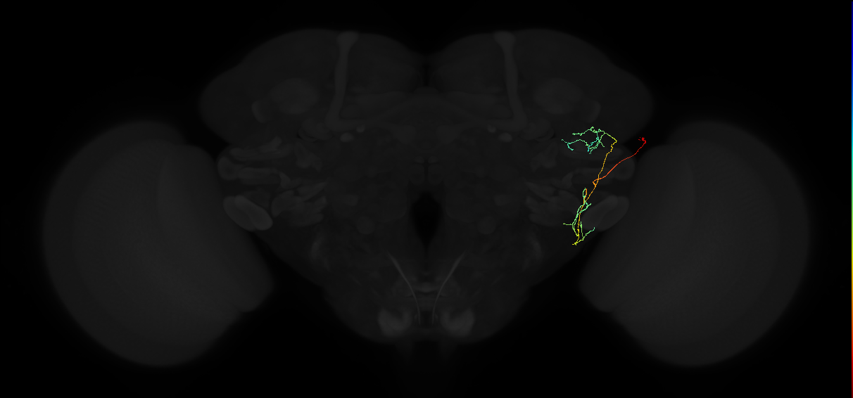 adult anterior ventrolateral protocerebrum neuron 486