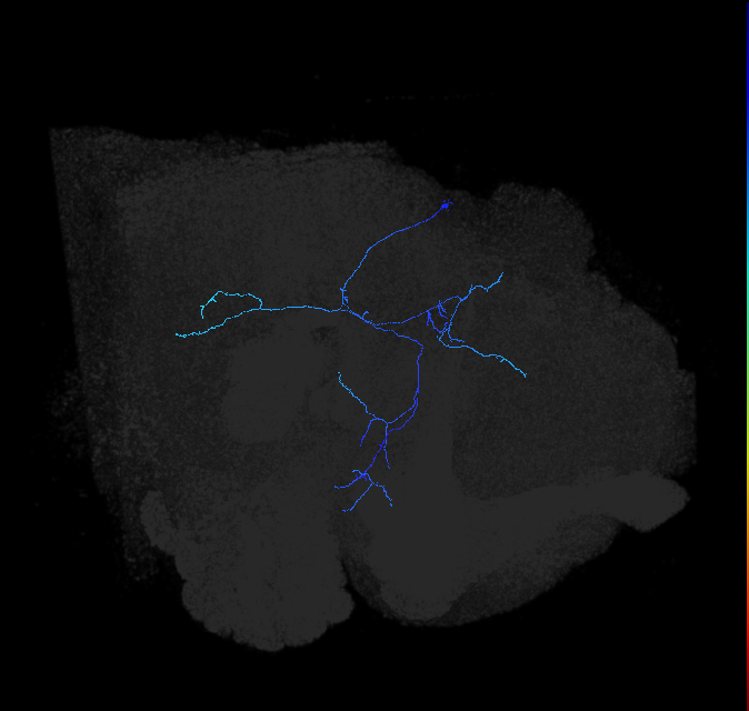 adult anterior ventrolateral protocerebrum neuron 487