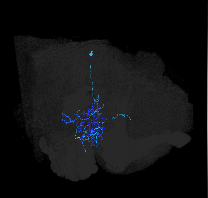 adult anterior ventrolateral protocerebrum neuron 489
