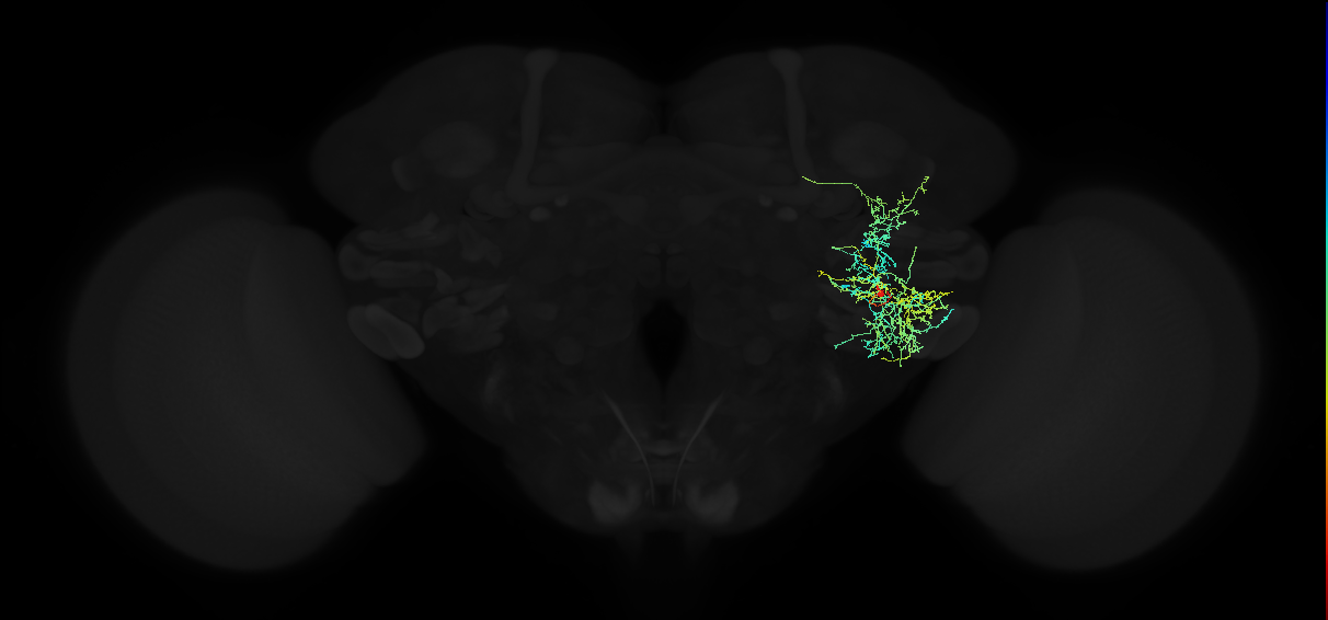 adult anterior ventrolateral protocerebrum neuron 490
