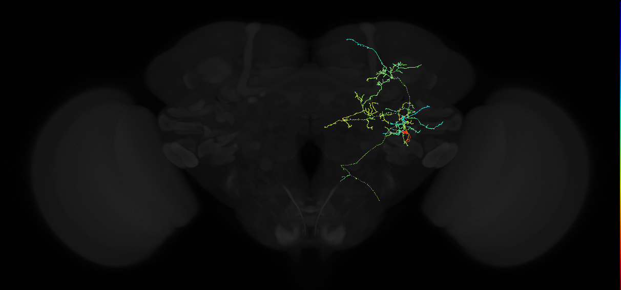 adult anterior ventrolateral protocerebrum neuron 491