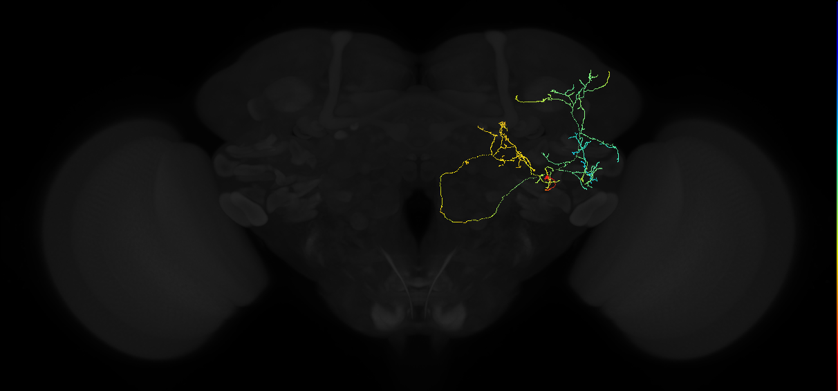adult anterior ventrolateral protocerebrum neuron 492