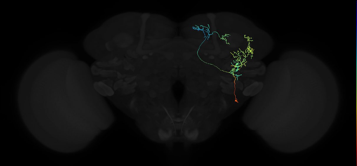 adult anterior ventrolateral protocerebrum neuron 493