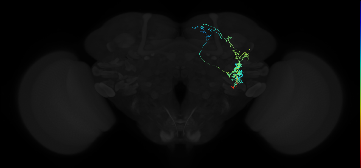 adult anterior ventrolateral protocerebrum neuron 494