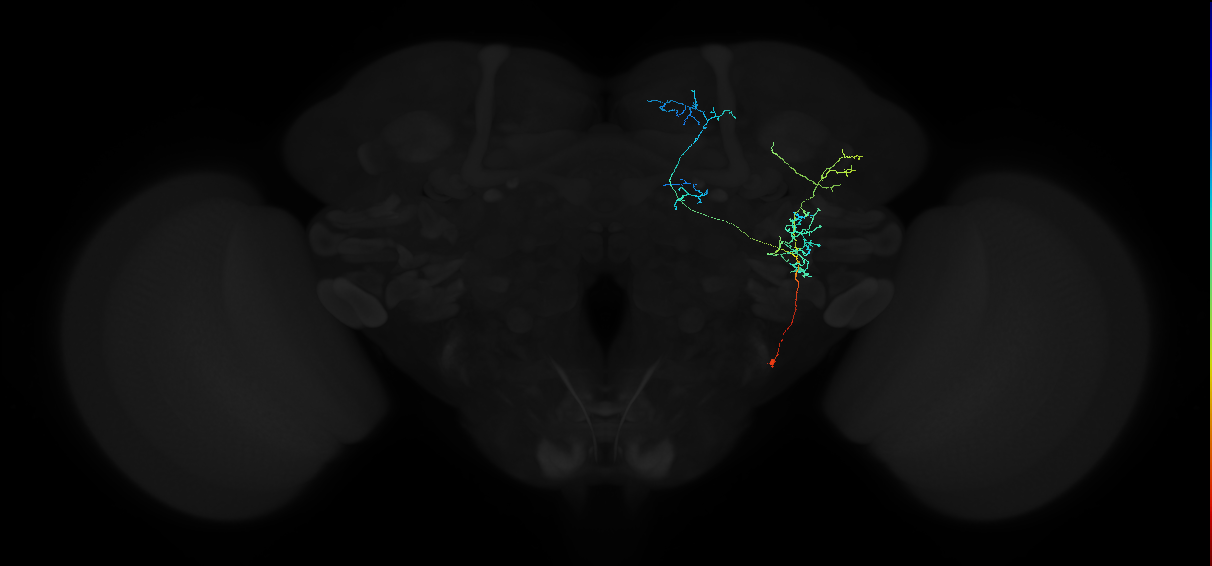 adult anterior ventrolateral protocerebrum neuron 495