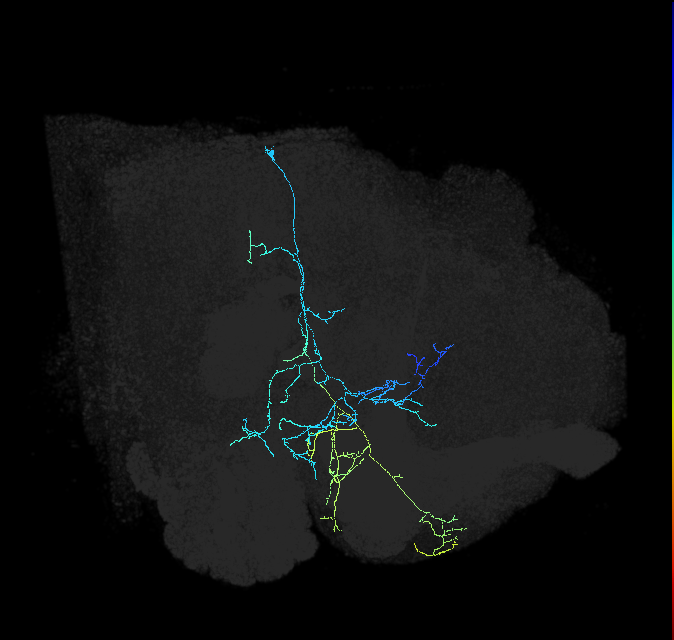 AVLP495_R (FlyEM-HB:1010235132)
