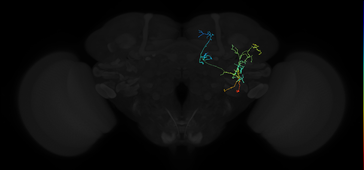 adult anterior ventrolateral protocerebrum neuron 495