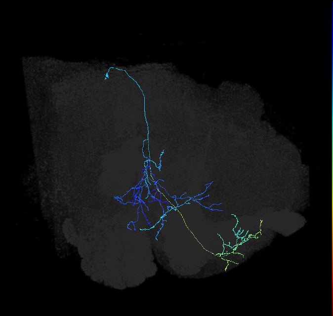 adult anterior ventrolateral protocerebrum neuron 496