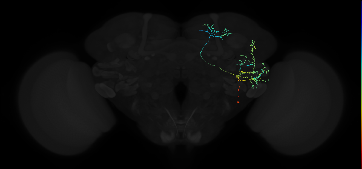 adult anterior ventrolateral protocerebrum neuron 496