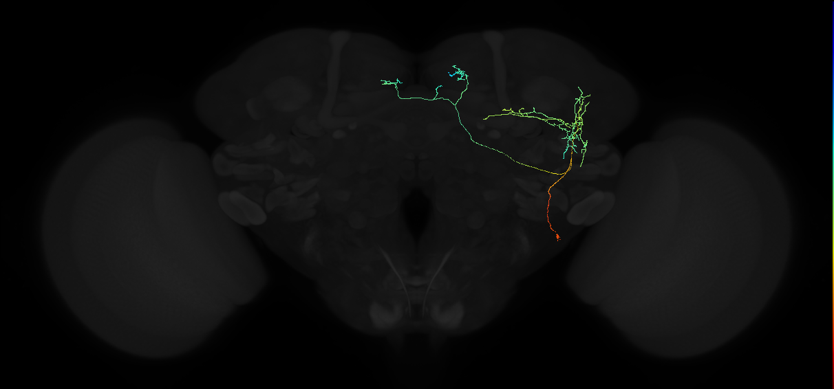 adult anterior ventrolateral protocerebrum neuron 497