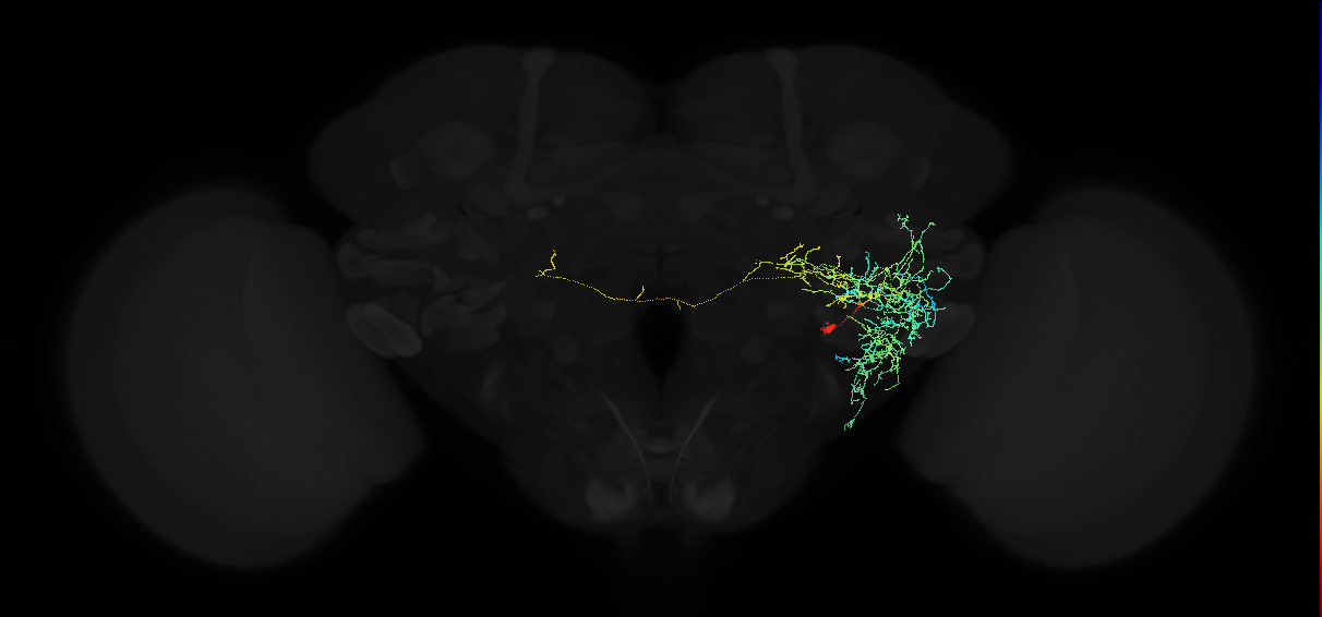 adult anterior ventrolateral protocerebrum neuron 502