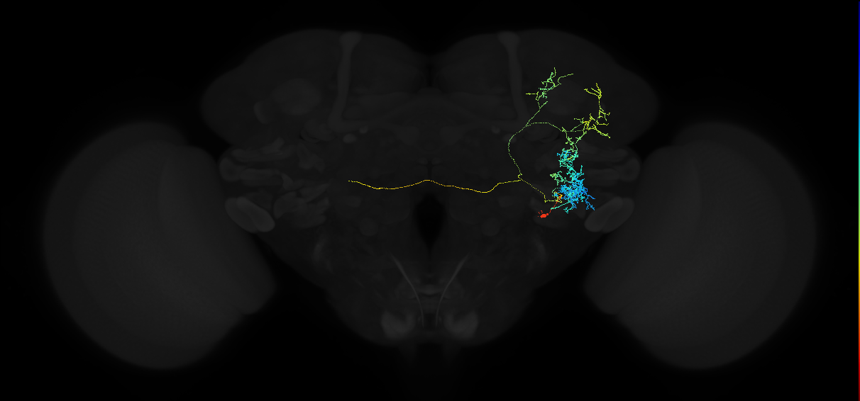 adult anterior ventrolateral protocerebrum neuron 504