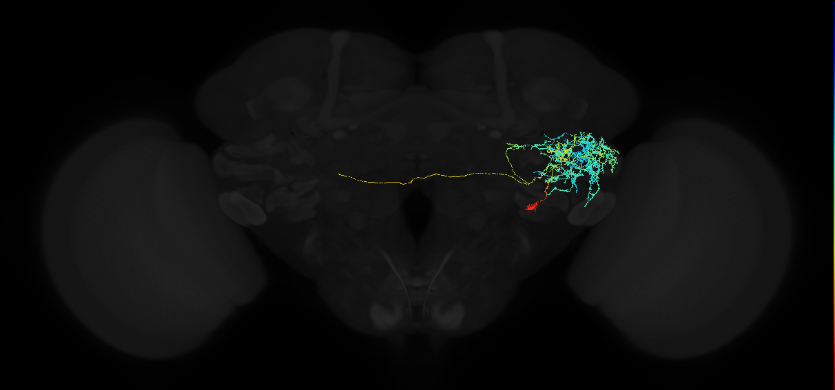 adult anterior ventrolateral protocerebrum neuron 505