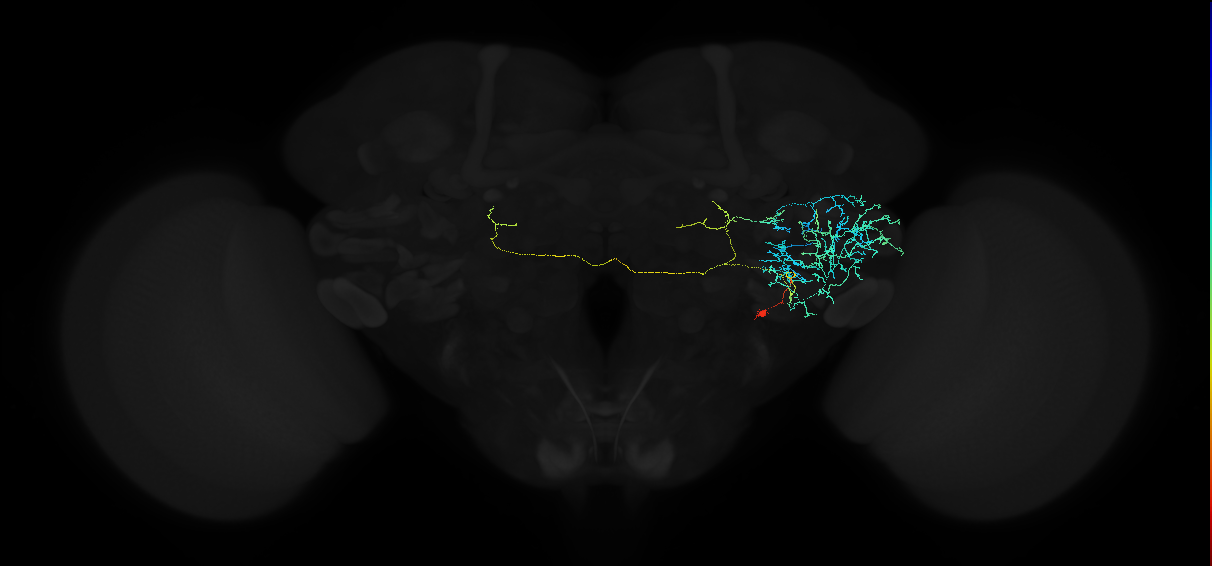 adult anterior ventrolateral protocerebrum neuron 507