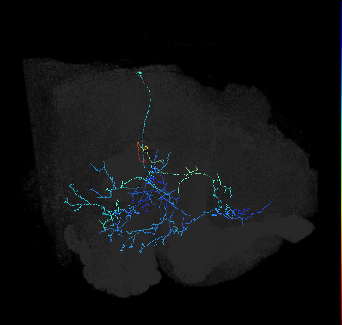 adult anterior ventrolateral protocerebrum neuron 508