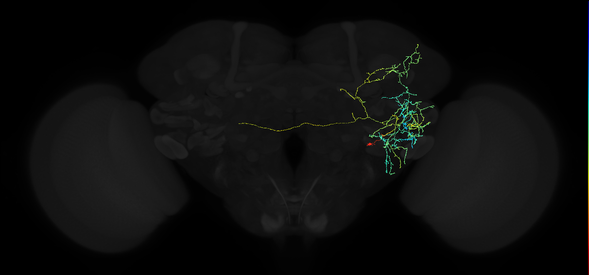 adult anterior ventrolateral protocerebrum neuron 508