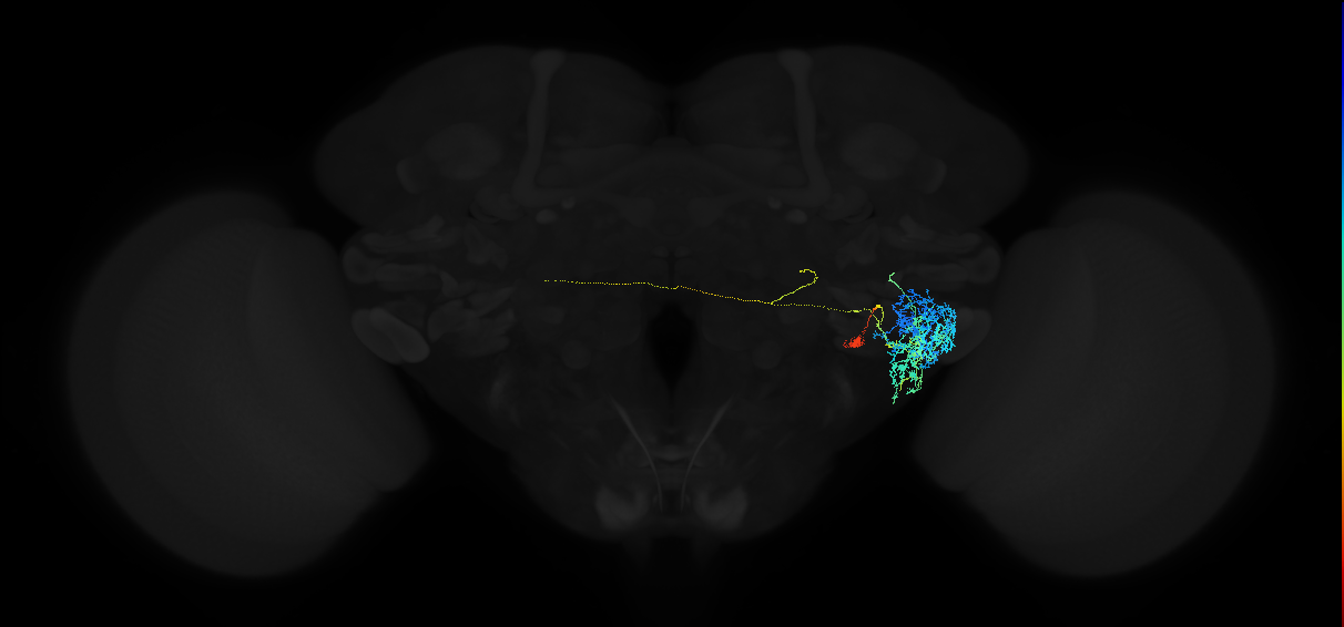 adult anterior ventrolateral protocerebrum neuron 509