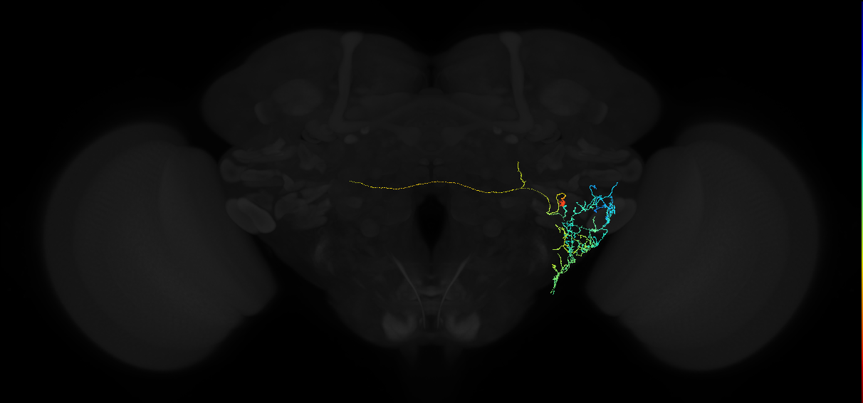 adult anterior ventrolateral protocerebrum neuron 510