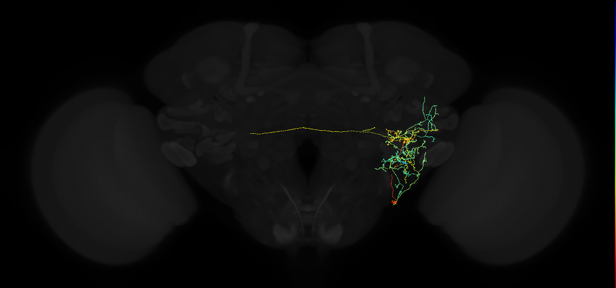 adult anterior ventrolateral protocerebrum neuron 511