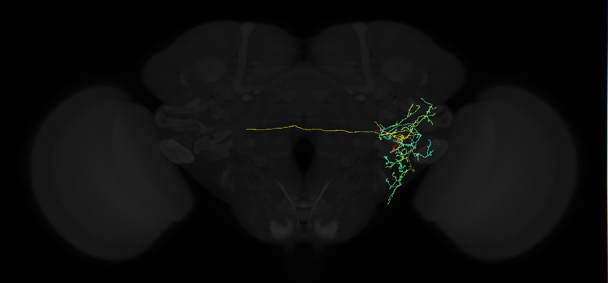 adult anterior ventrolateral protocerebrum neuron 512