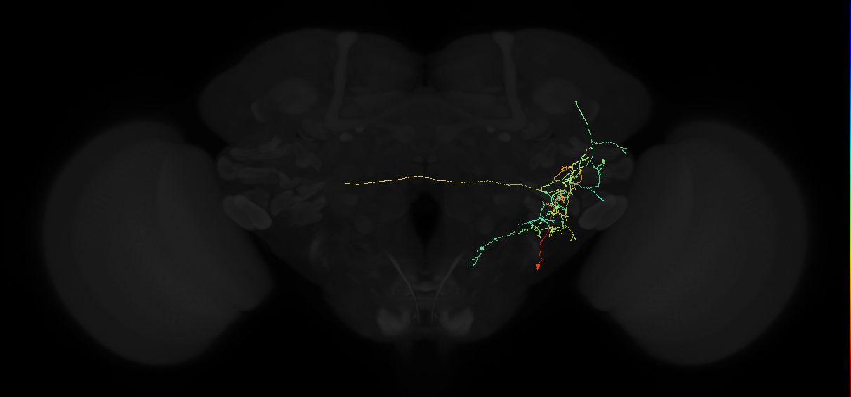 adult anterior ventrolateral protocerebrum neuron 513