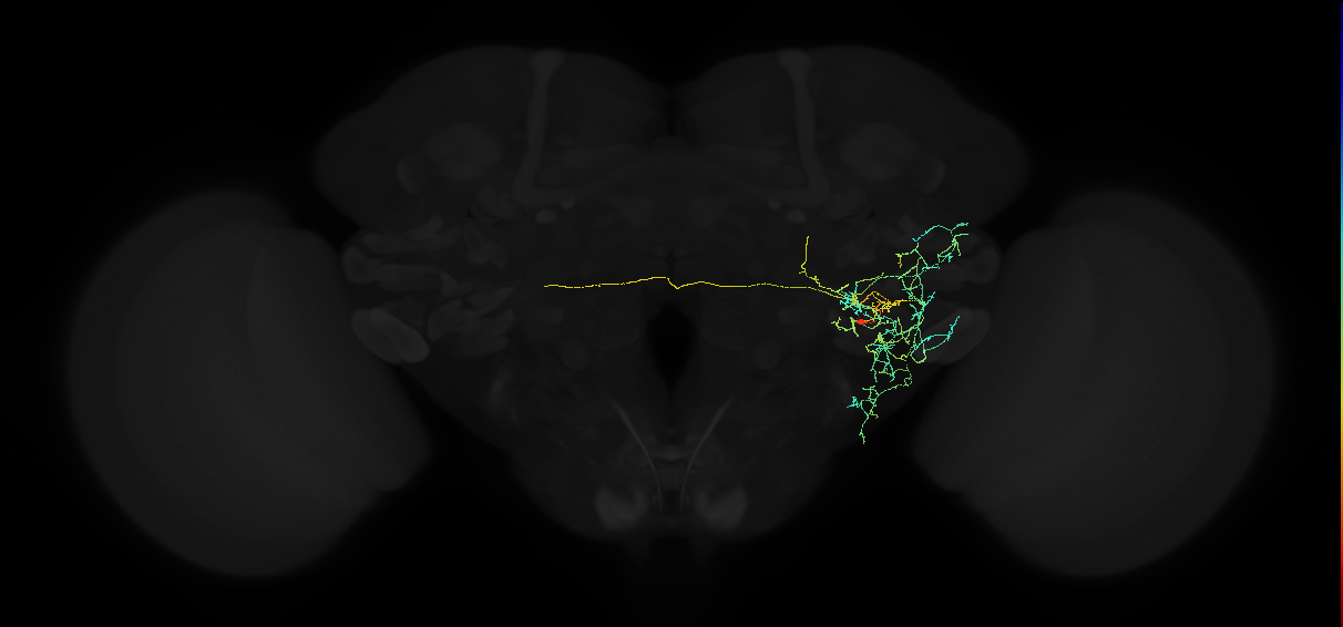 adult anterior ventrolateral protocerebrum neuron 514
