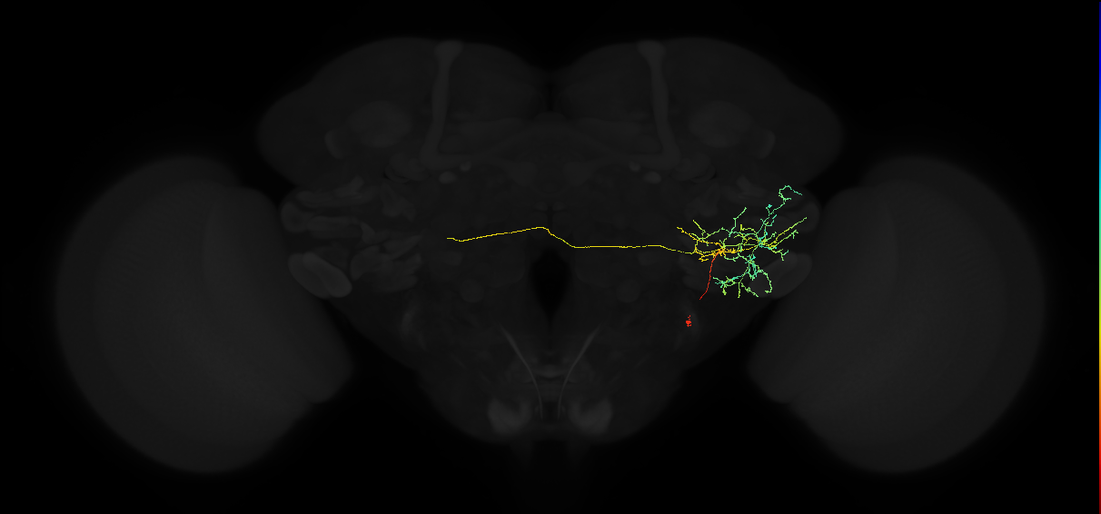 adult anterior ventrolateral protocerebrum neuron 515