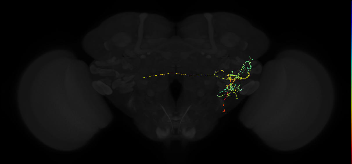 adult anterior ventrolateral protocerebrum neuron 516