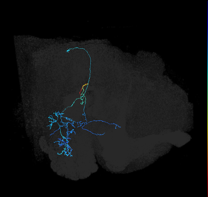 adult anterior ventrolateral protocerebrum neuron 517