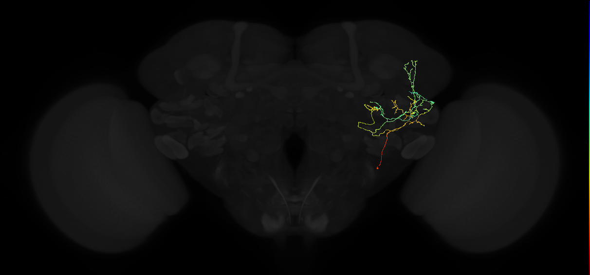 adult anterior ventrolateral protocerebrum neuron 518