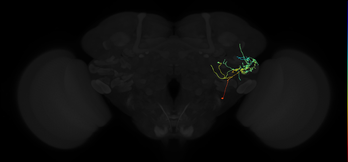 adult anterior ventrolateral protocerebrum neuron 519