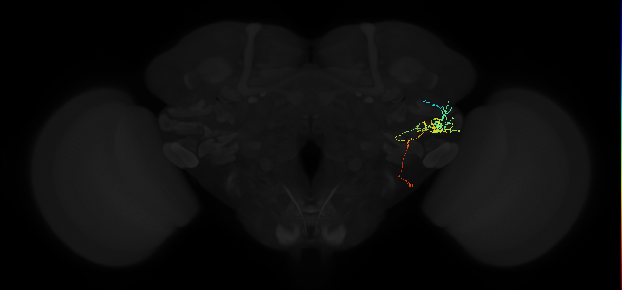 adult anterior ventrolateral protocerebrum neuron 519