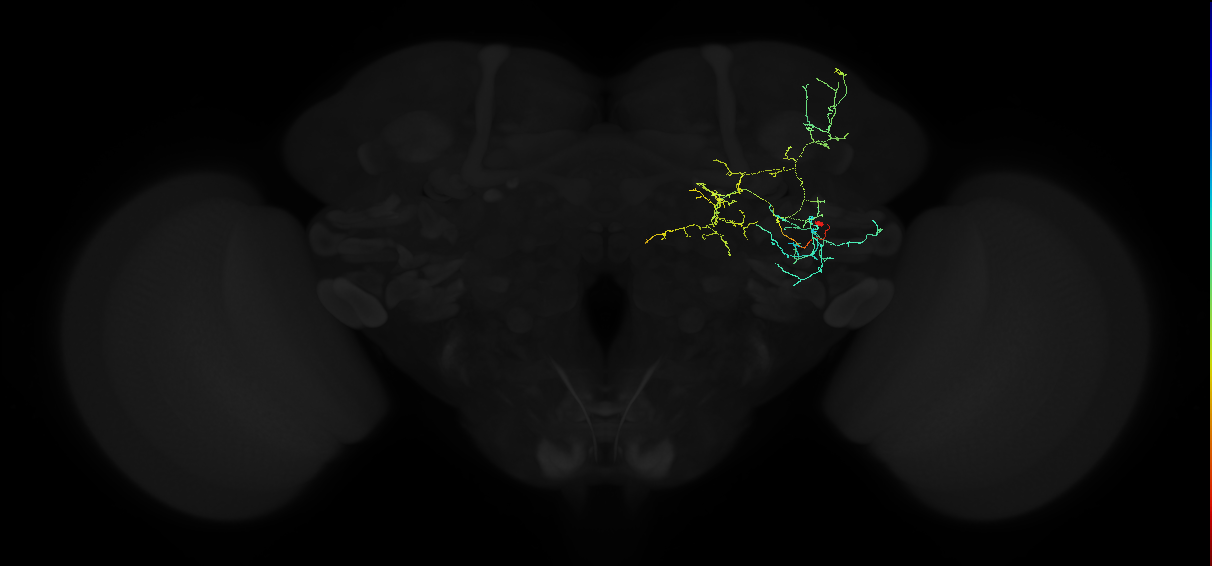 adult anterior ventrolateral protocerebrum neuron 521