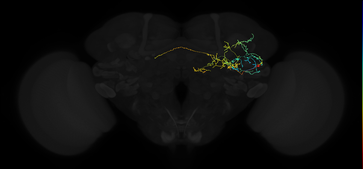 adult anterior ventrolateral protocerebrum neuron 522