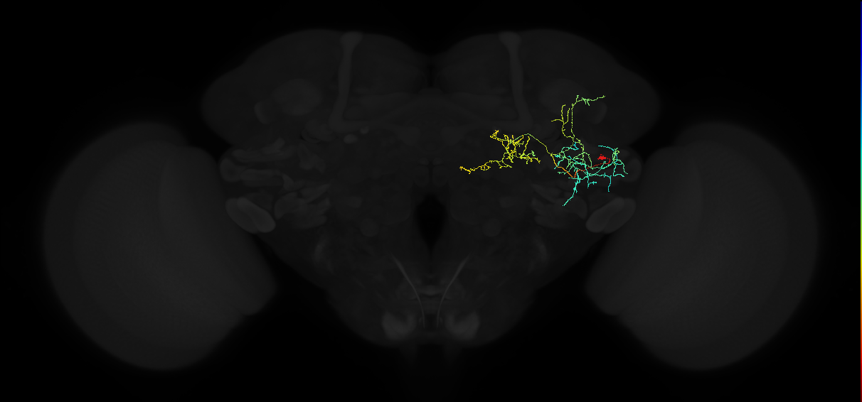 adult anterior ventrolateral protocerebrum neuron 523