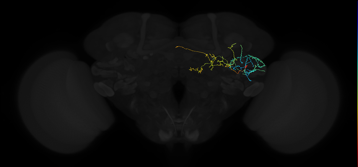 adult anterior ventrolateral protocerebrum neuron 523