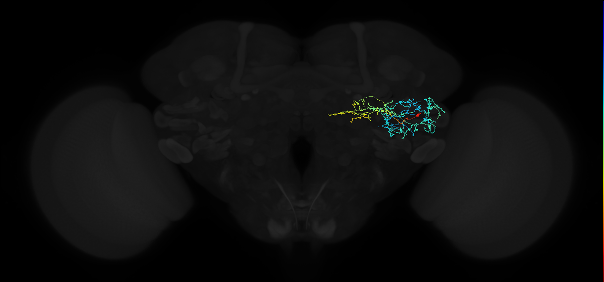 adult anterior ventrolateral protocerebrum neuron 524