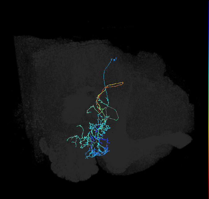 AVLP524_b_R (FlyEM-HB:1321680175)