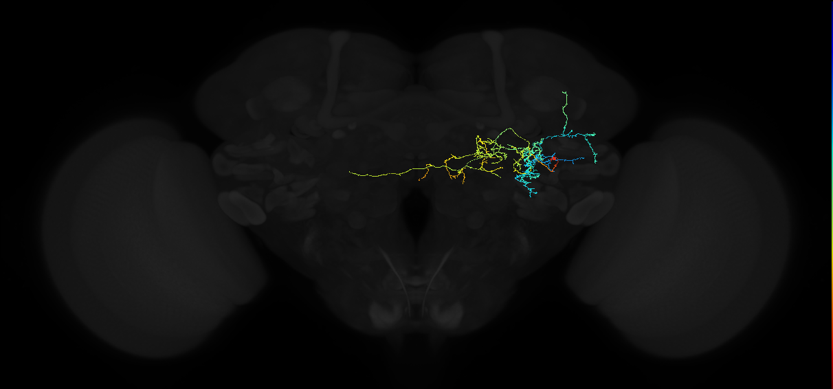 adult anterior ventrolateral protocerebrum neuron 525