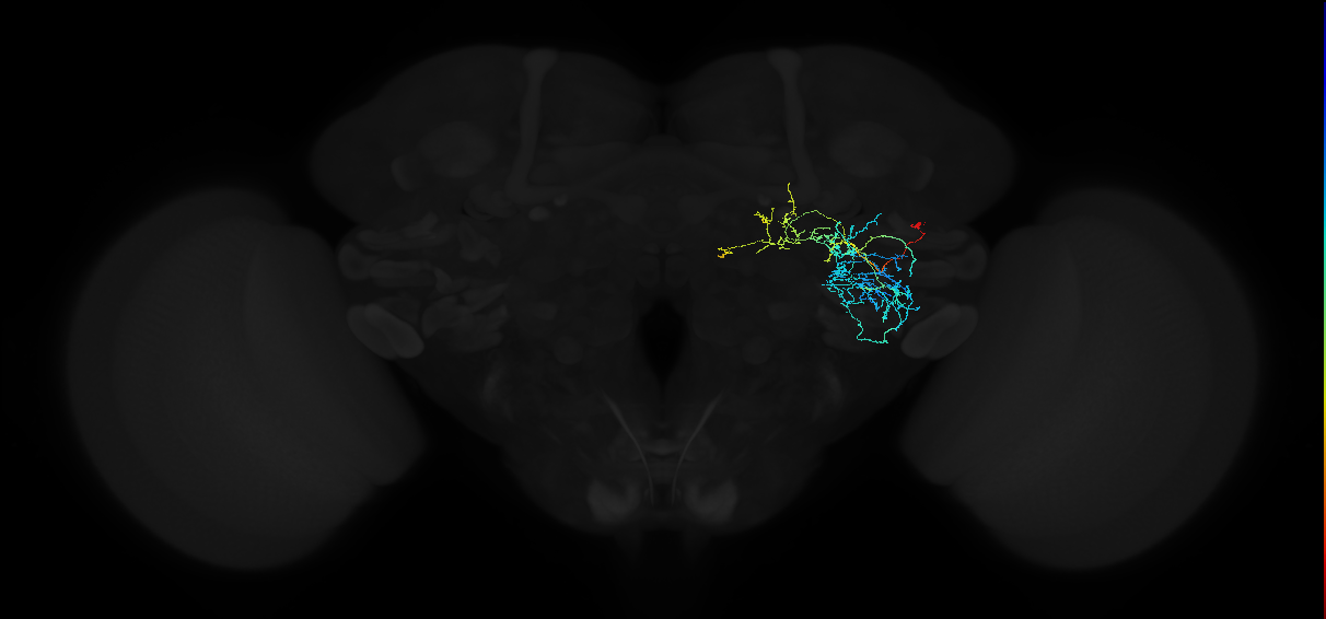 adult anterior ventrolateral protocerebrum neuron 528