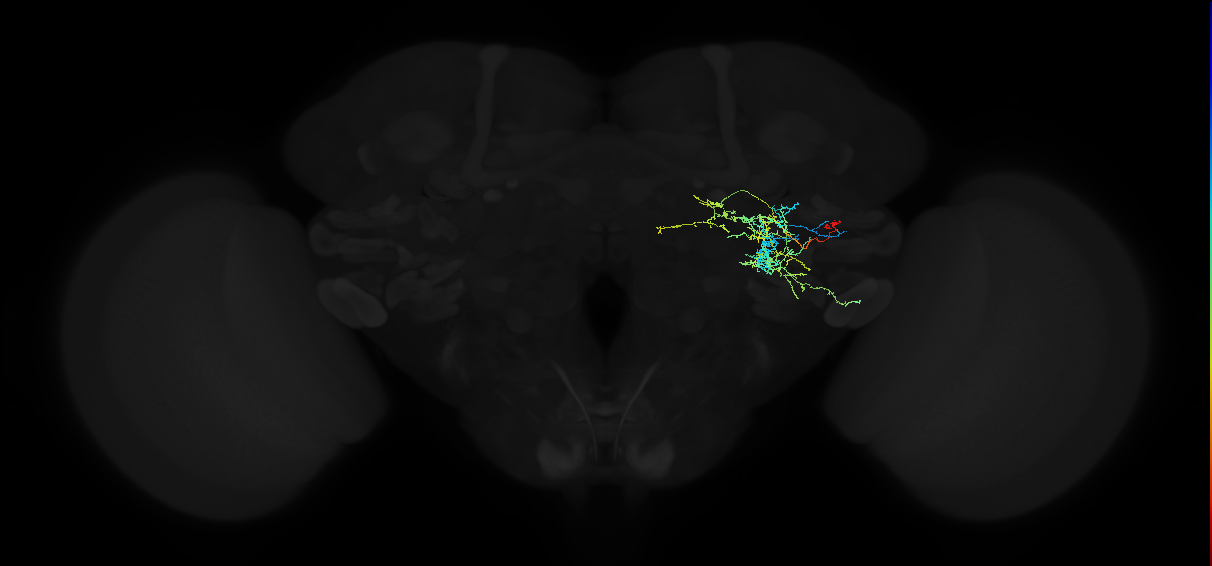 adult anterior ventrolateral protocerebrum neuron 529