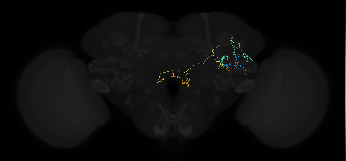 adult anterior ventrolateral protocerebrum neuron 530
