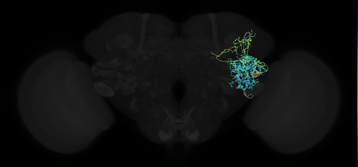 adult anterior ventrolateral protocerebrum neuron 534