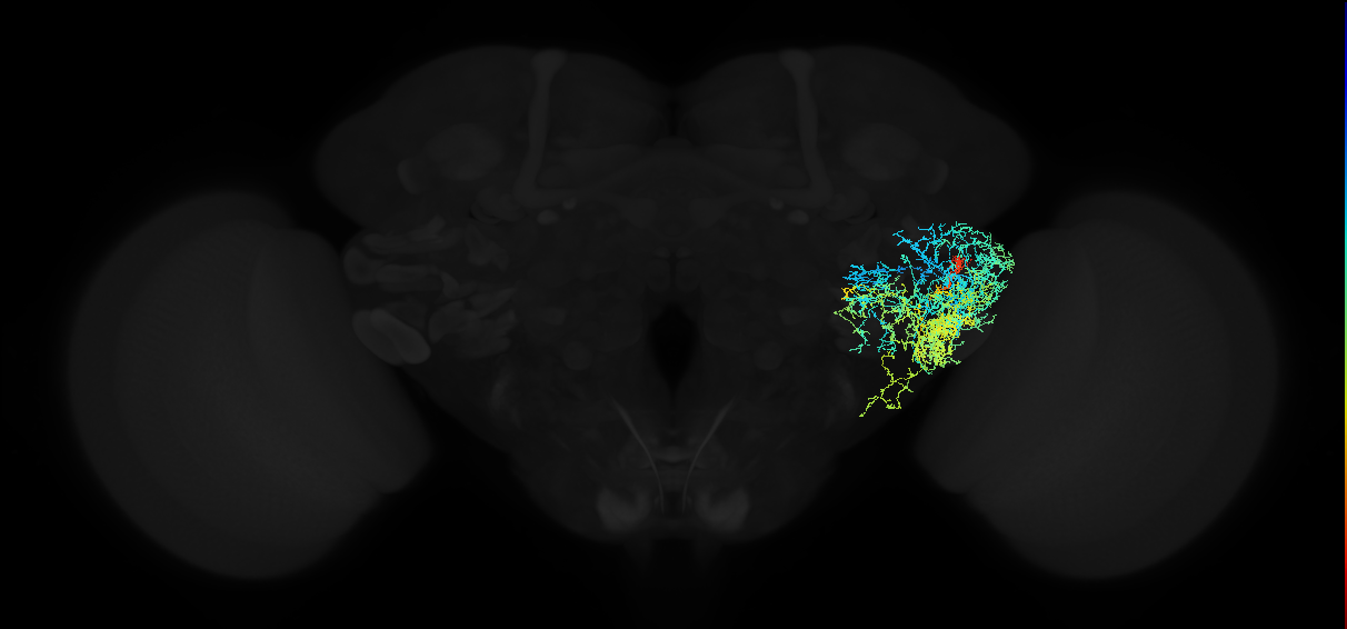 adult anterior ventrolateral protocerebrum neuron 536