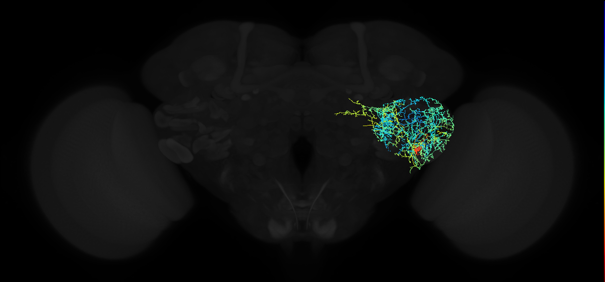 adult anterior ventrolateral protocerebrum neuron 539