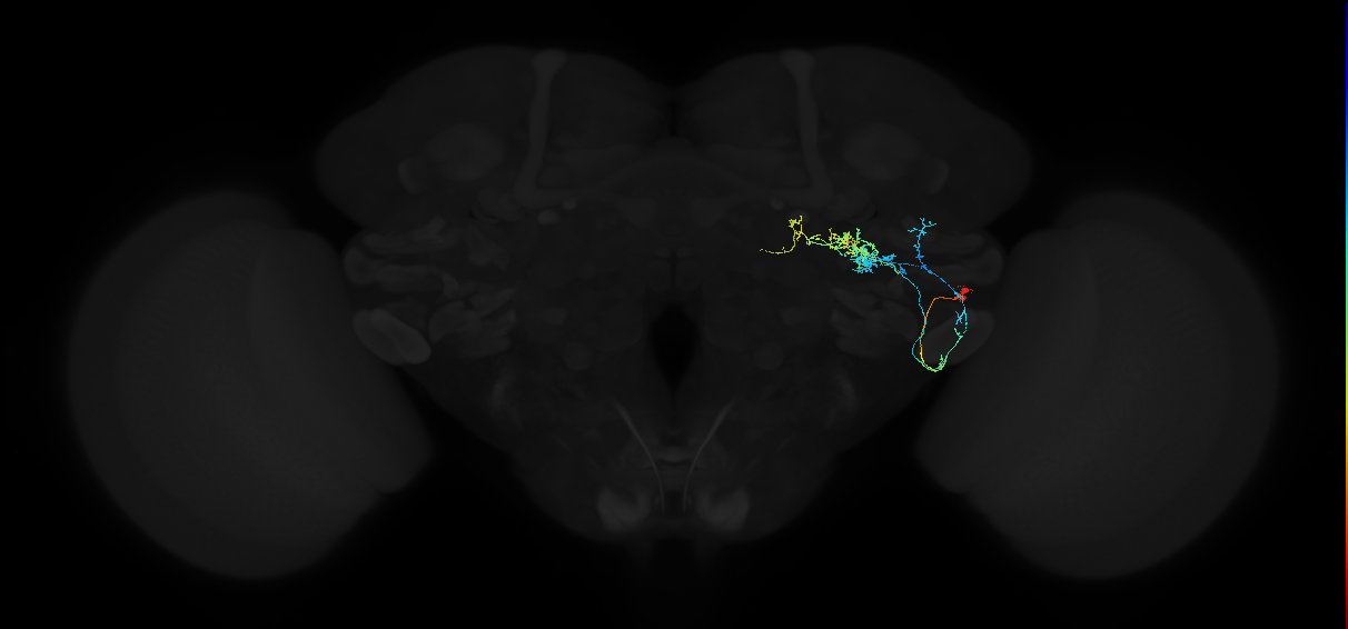 adult anterior ventrolateral protocerebrum neuron 540