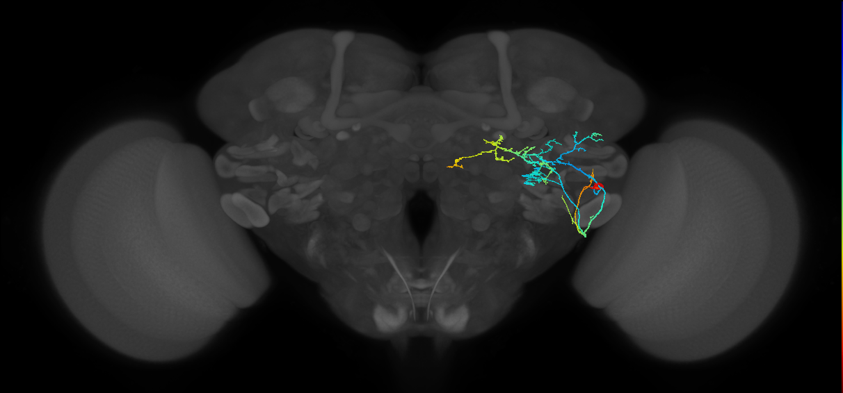 AVLP541_R (FlyEM-HB:1383435249)