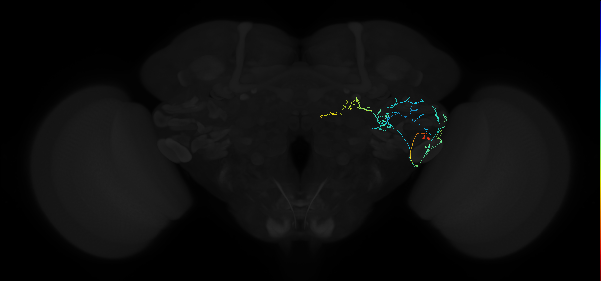 adult anterior ventrolateral protocerebrum neuron 541